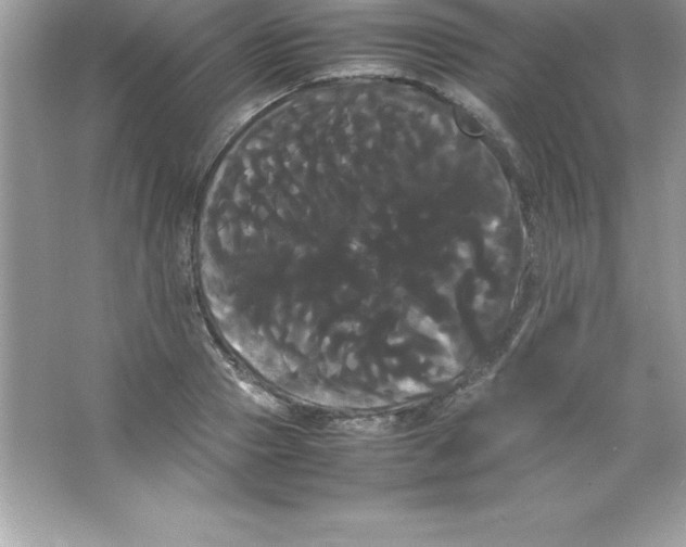 X0000066500937200604072237