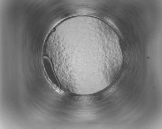 X0000066500948200604072237