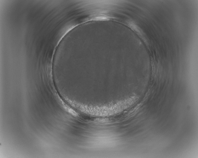 X0000066501194200604072233