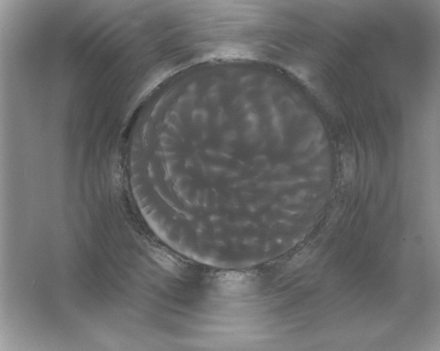 X0000066501266200604072231