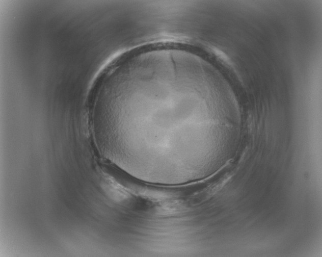 X0000066501310200604072230