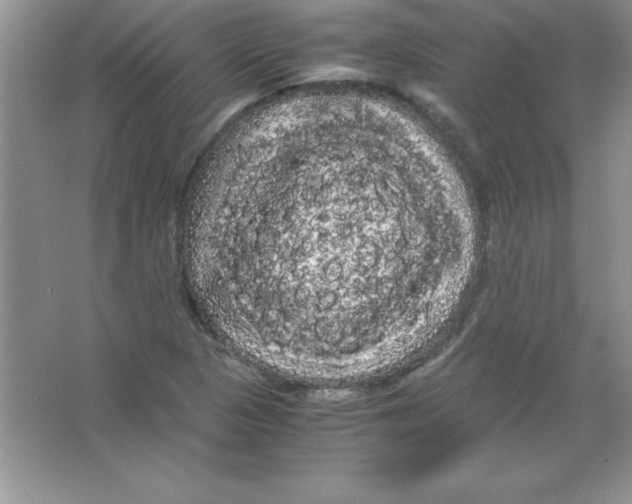 X0000066501313200604072230