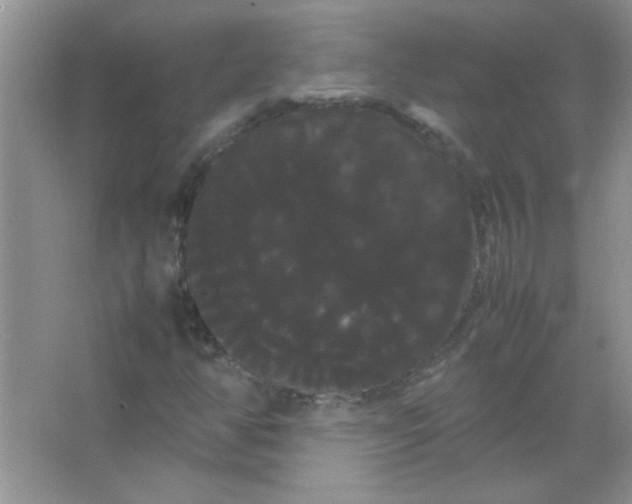 X0000066501350200604072230