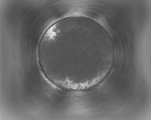 X0000066501382200604072229