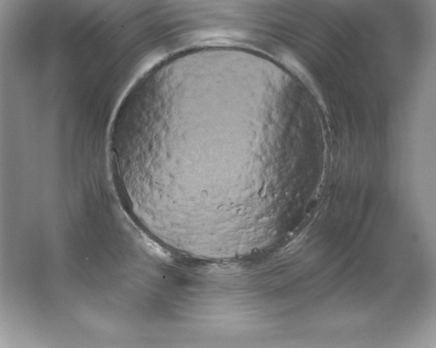 X0000066501384200604072229