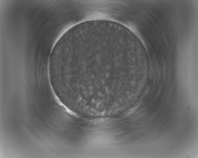 X0000066501390200604072229