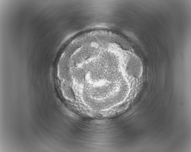 X0000066501404200604072229