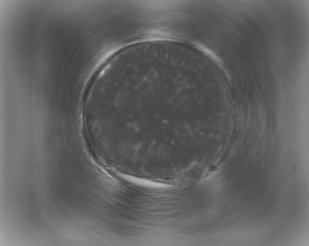 X0000066501415200604072229