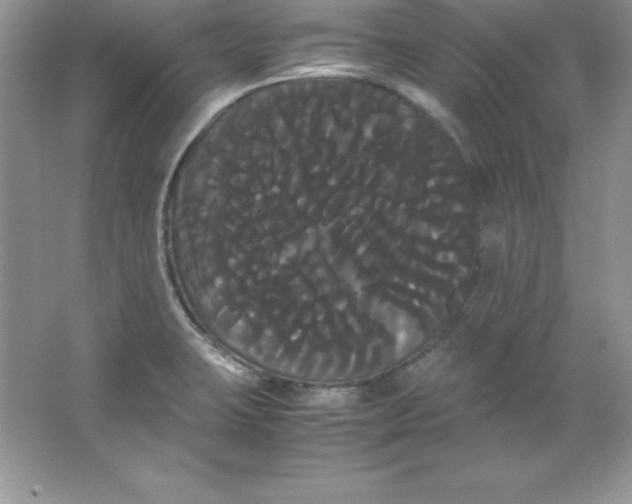 X0000066501423200604072229