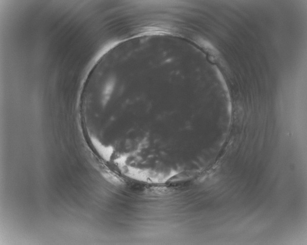 X0000066501427200604072229