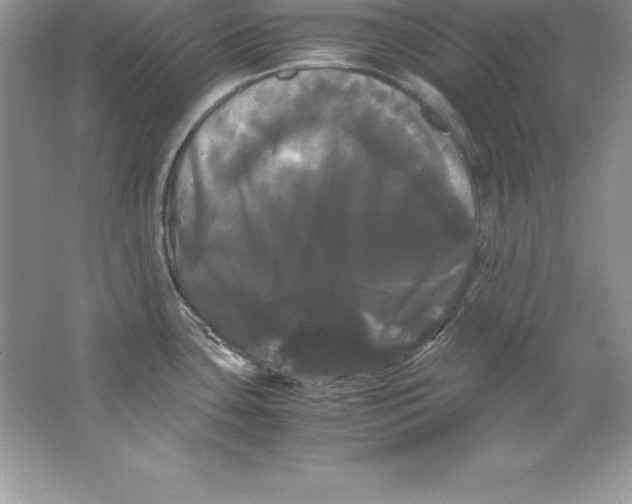 X0000066501435200604072229