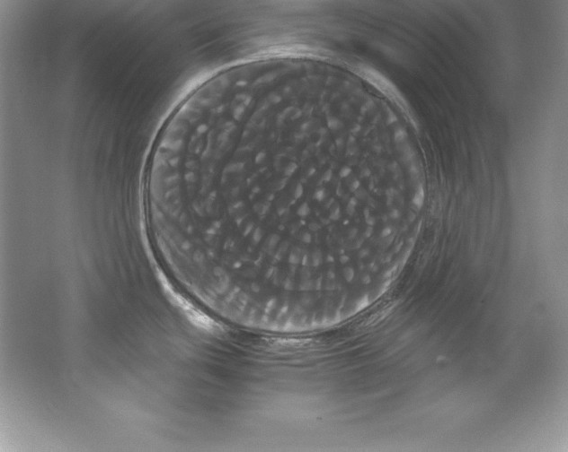 X0000066501439200604072229
