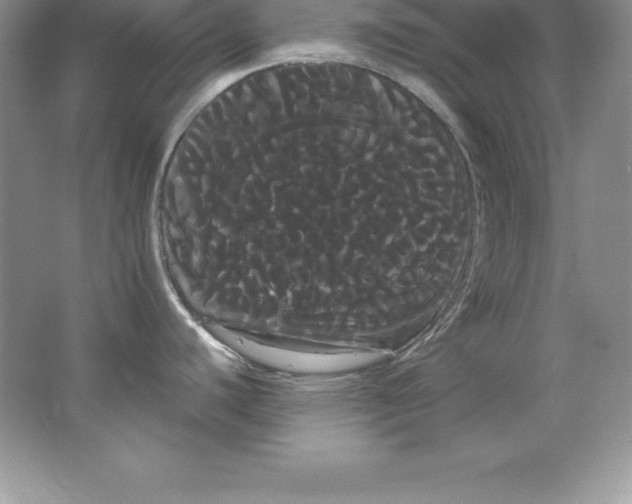 X0000066501440200604072229
