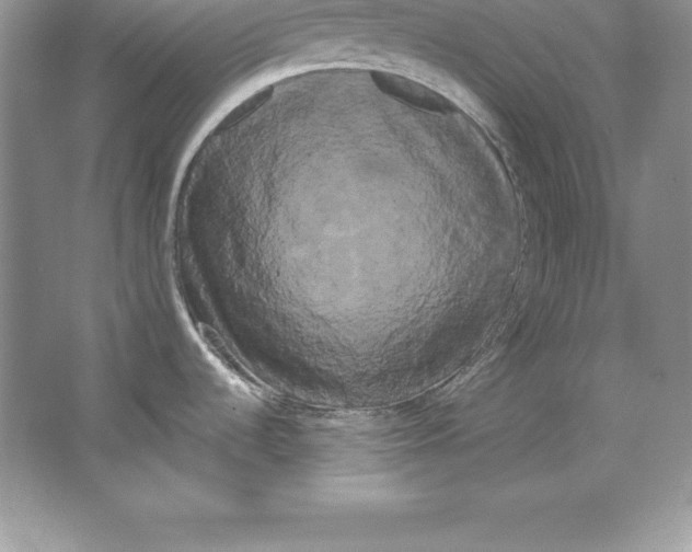 X0000066501536200604072228