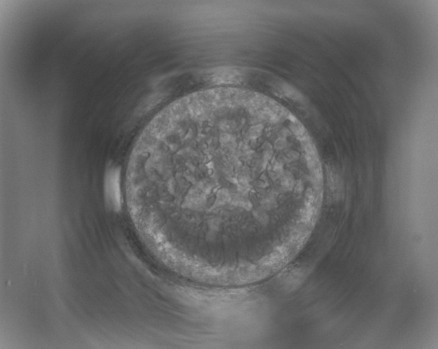 X0000066500028200604141734