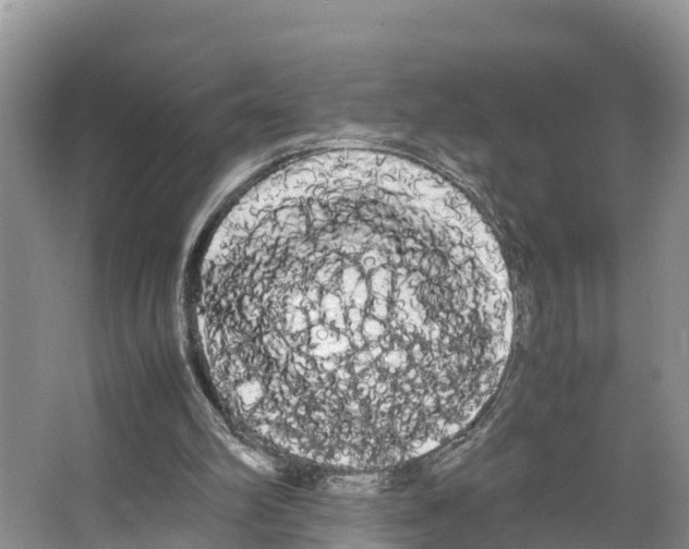 X0000066500102200604141733