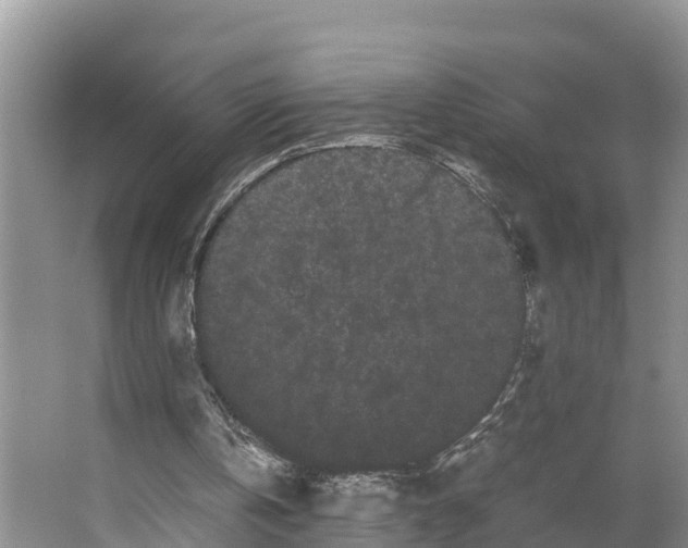 X0000066500146200604141731