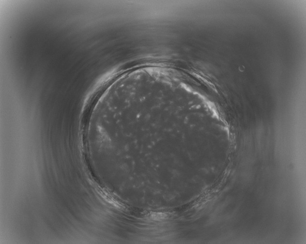 X0000066500149200604141731