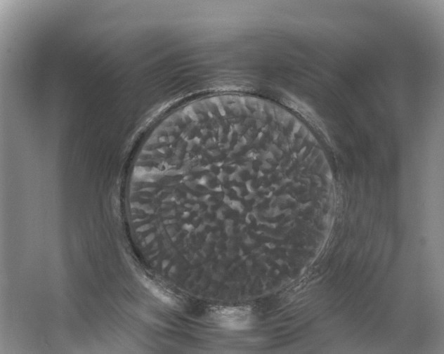 X0000066500155200604141731