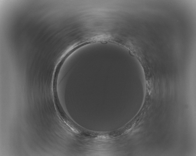 X0000066500196200604141731