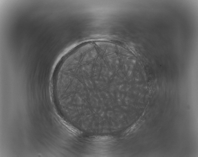X0000066500342200604141728