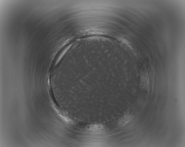 X0000066500398200604141728