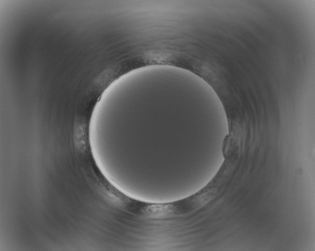 X0000066500526200604141725