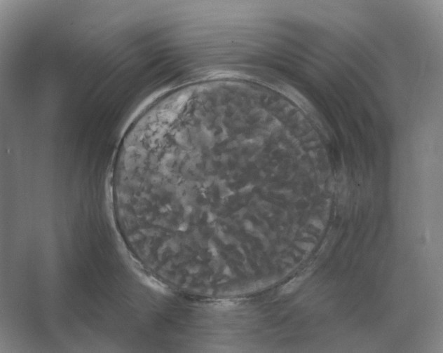 X0000066500814200604141721