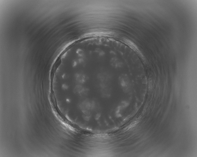 X0000066500844200604141720