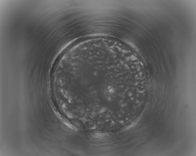 X0000066500933200604141718