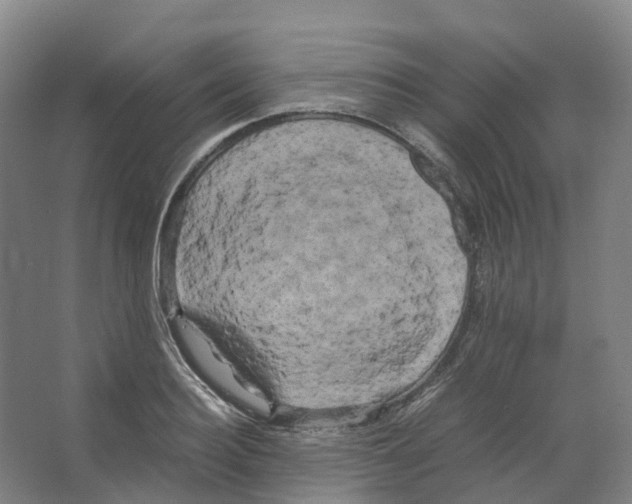 X0000066500940200604141719