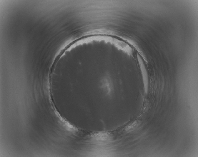 X0000066500998200604141717
