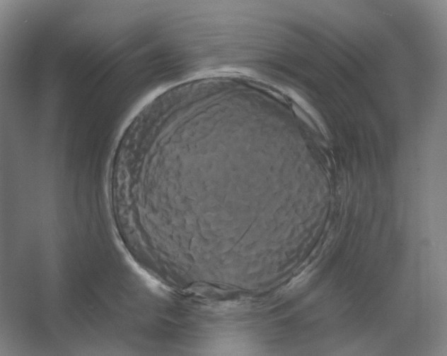 X0000066501054200604141717