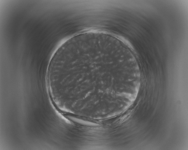 X0000066501247200604141714