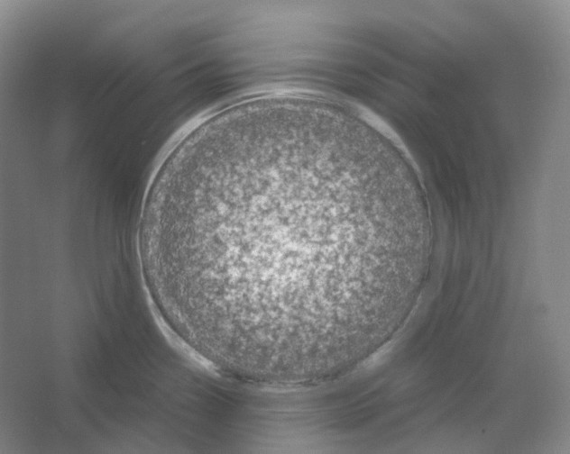 X0000066501338200604141712