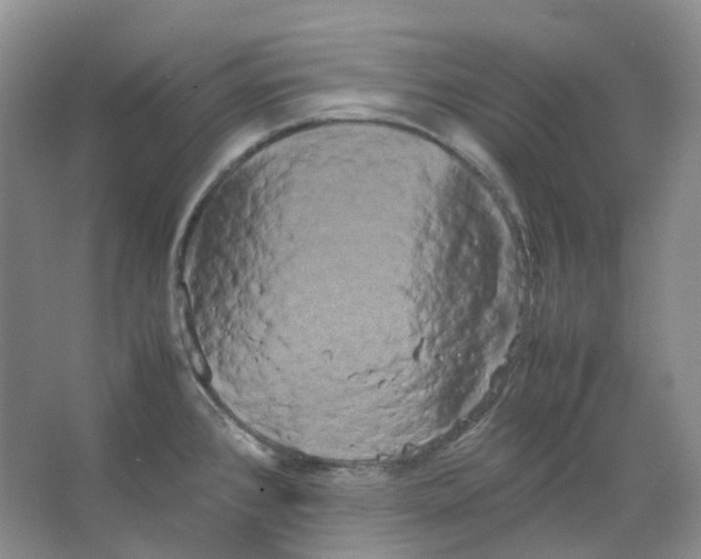 X0000066501384200604141711