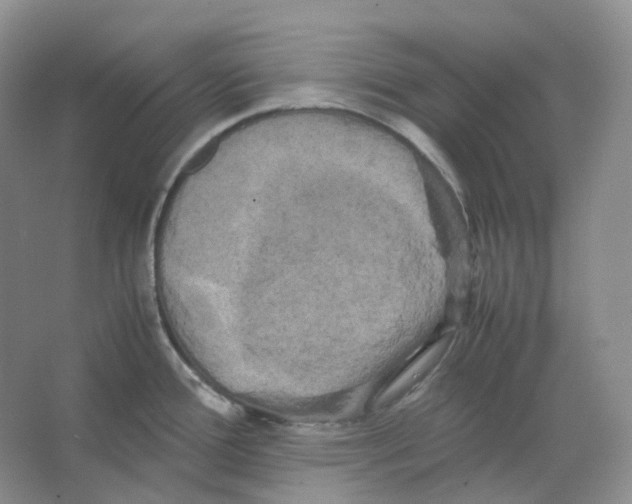 X0000066501388200604141711