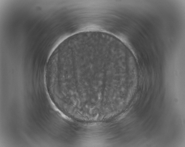 X0000066501390200604141711