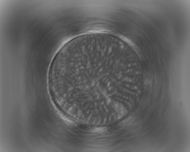 X0000066501423200604141711