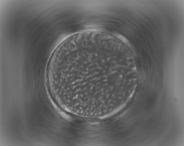 X0000066501431200604141711