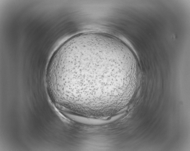 X0000066501485200604141709