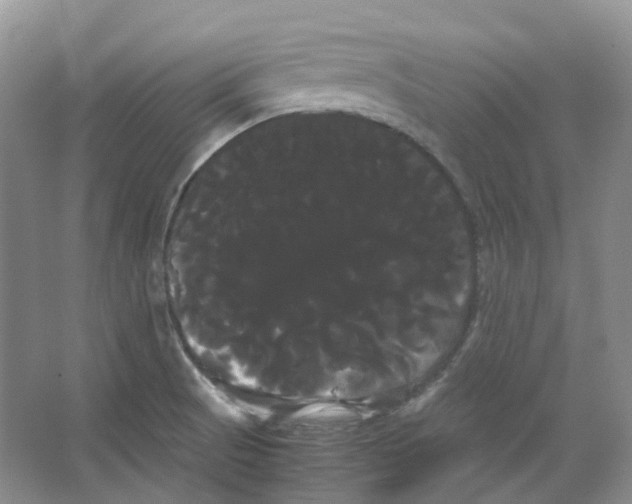 X0000066501521200604141709