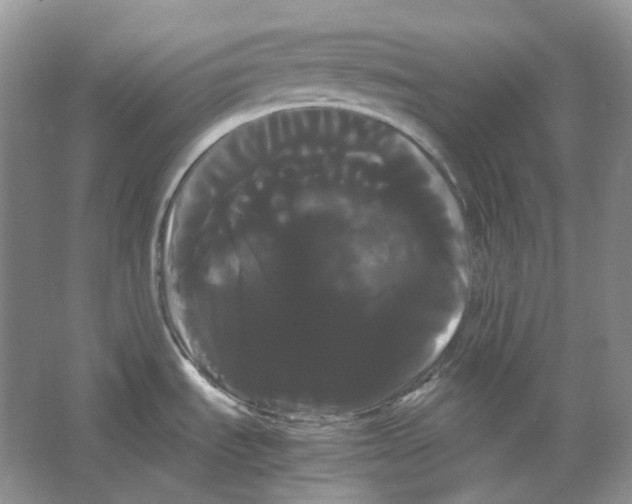X0000066501535200604141709