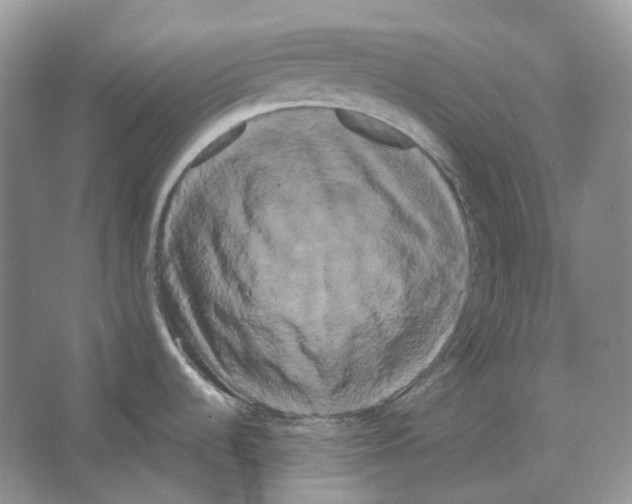 X0000066501536200604141709