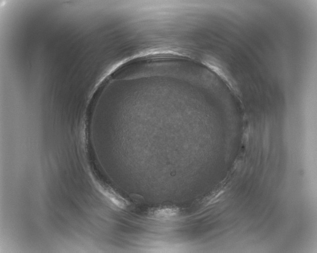 X0000066510156200603171201