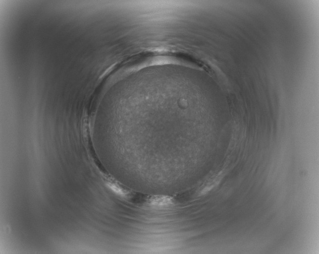 X0000066510576200603171155