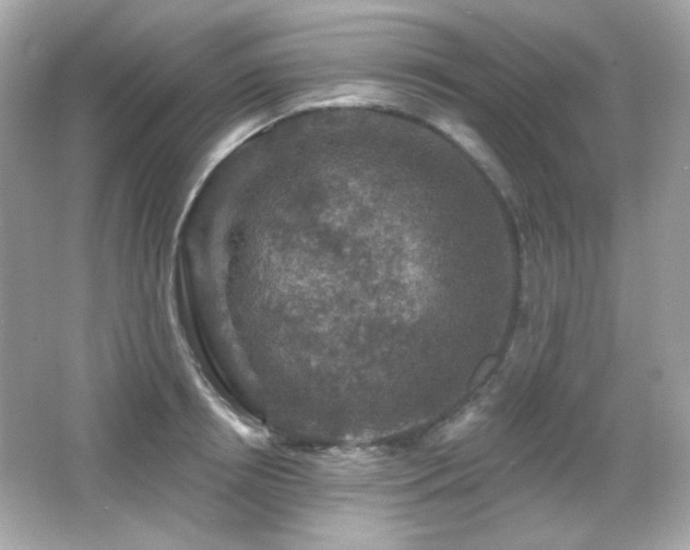 X0000066510850200603171150