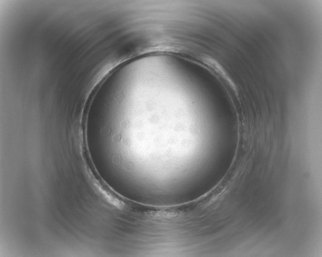 X0000066510890200603171149