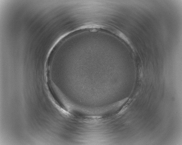 X0000066511124200603171145