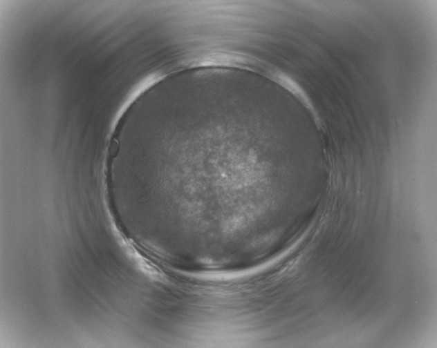 X0000066511138200603171145